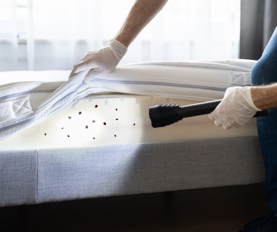 حشرات الفراش