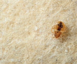 شركة مكافحة بق الفراش