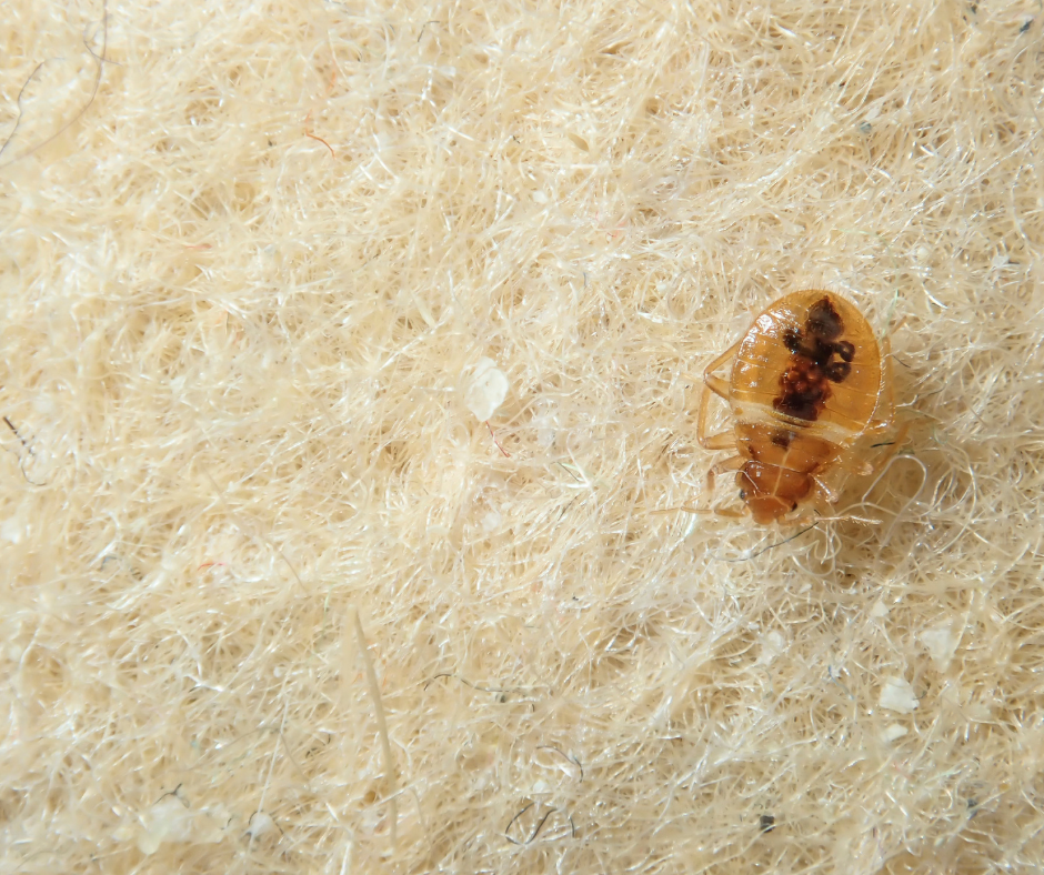 شركة مكافحة بق الفراش