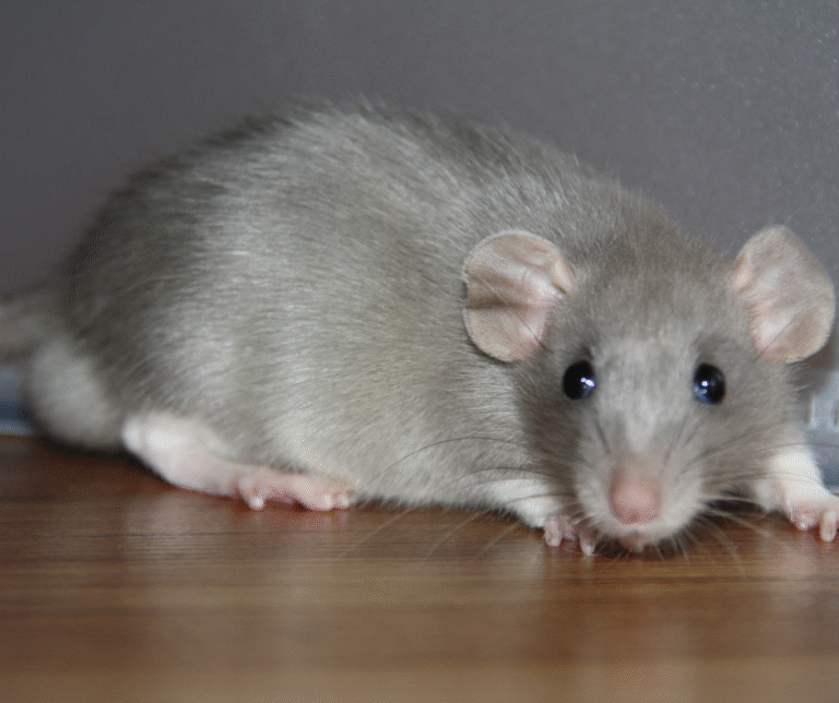 مكافحة الجرذان