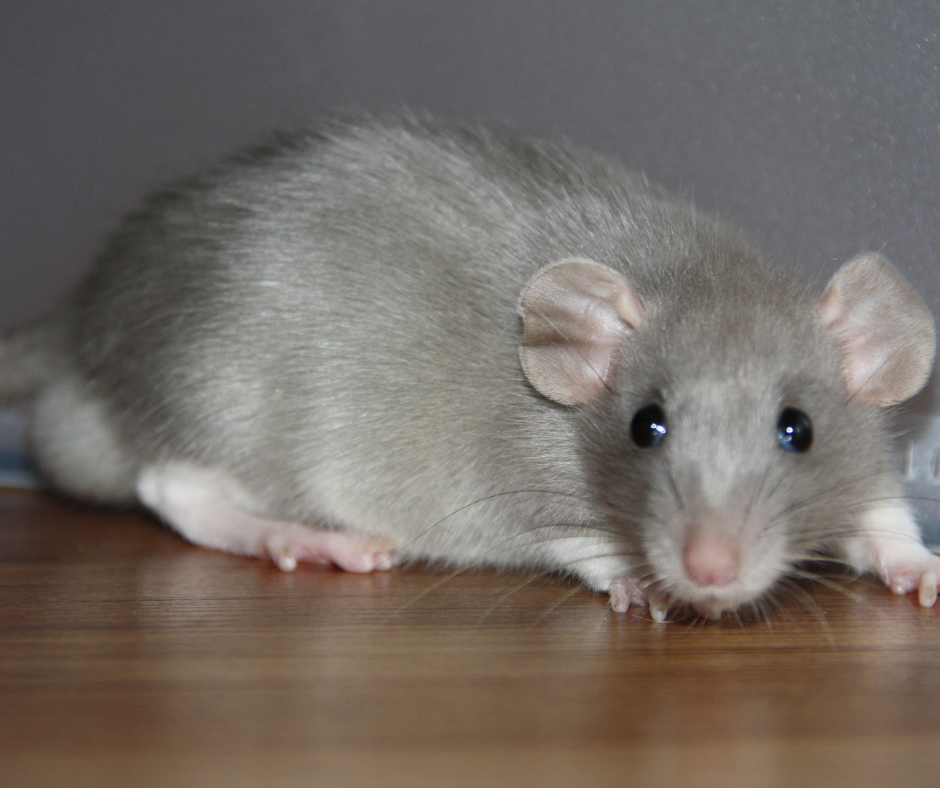 مكافحة الجرذان