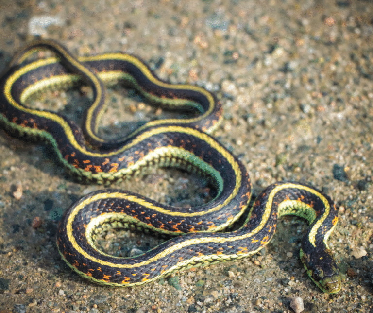 شركة مكافحة الثعابين