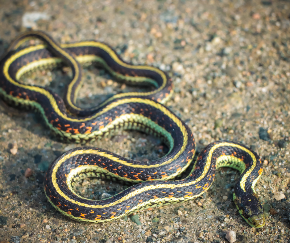 شركة مكافحة الثعابين