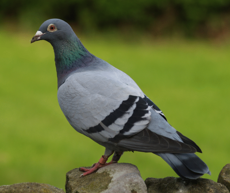 شركة مكافحة الحمام