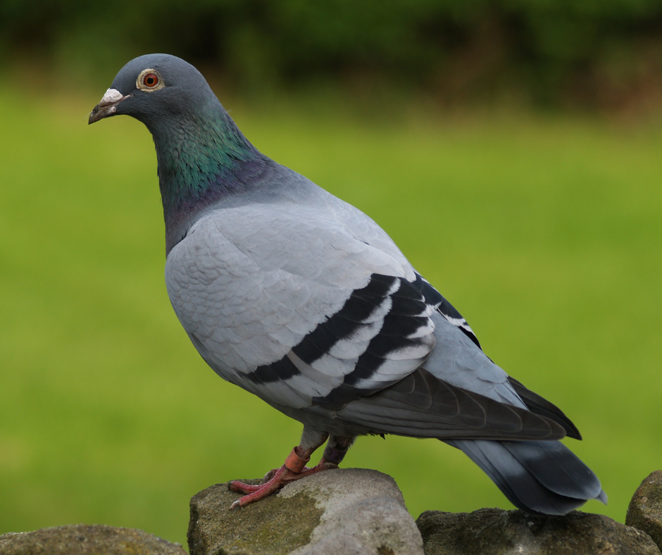 شركة مكافحة الحمام