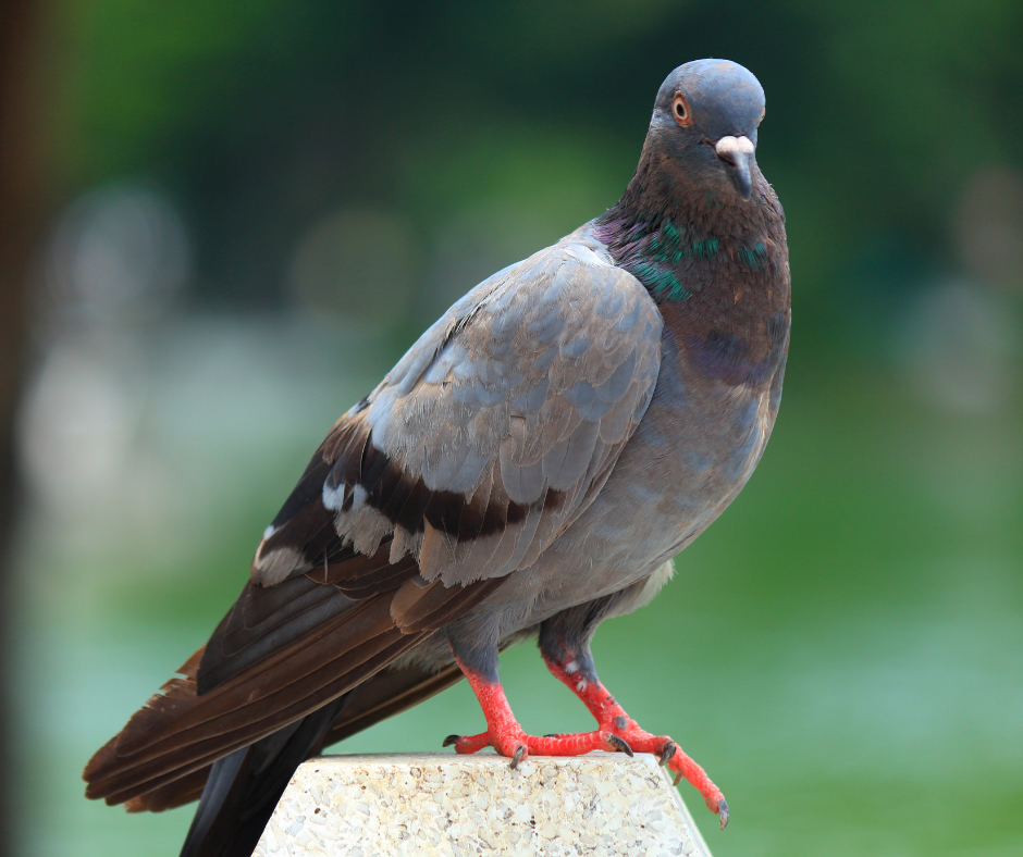 تركيب شبك طرد الحمام