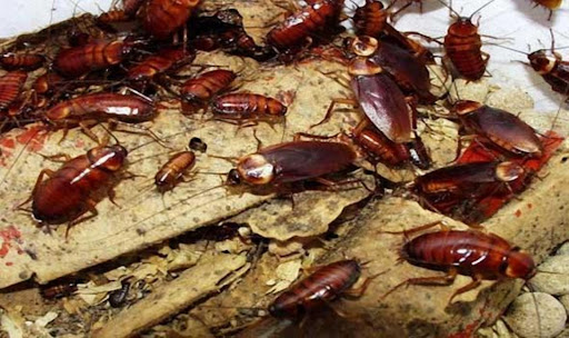 شركة مكافحة الصراصير